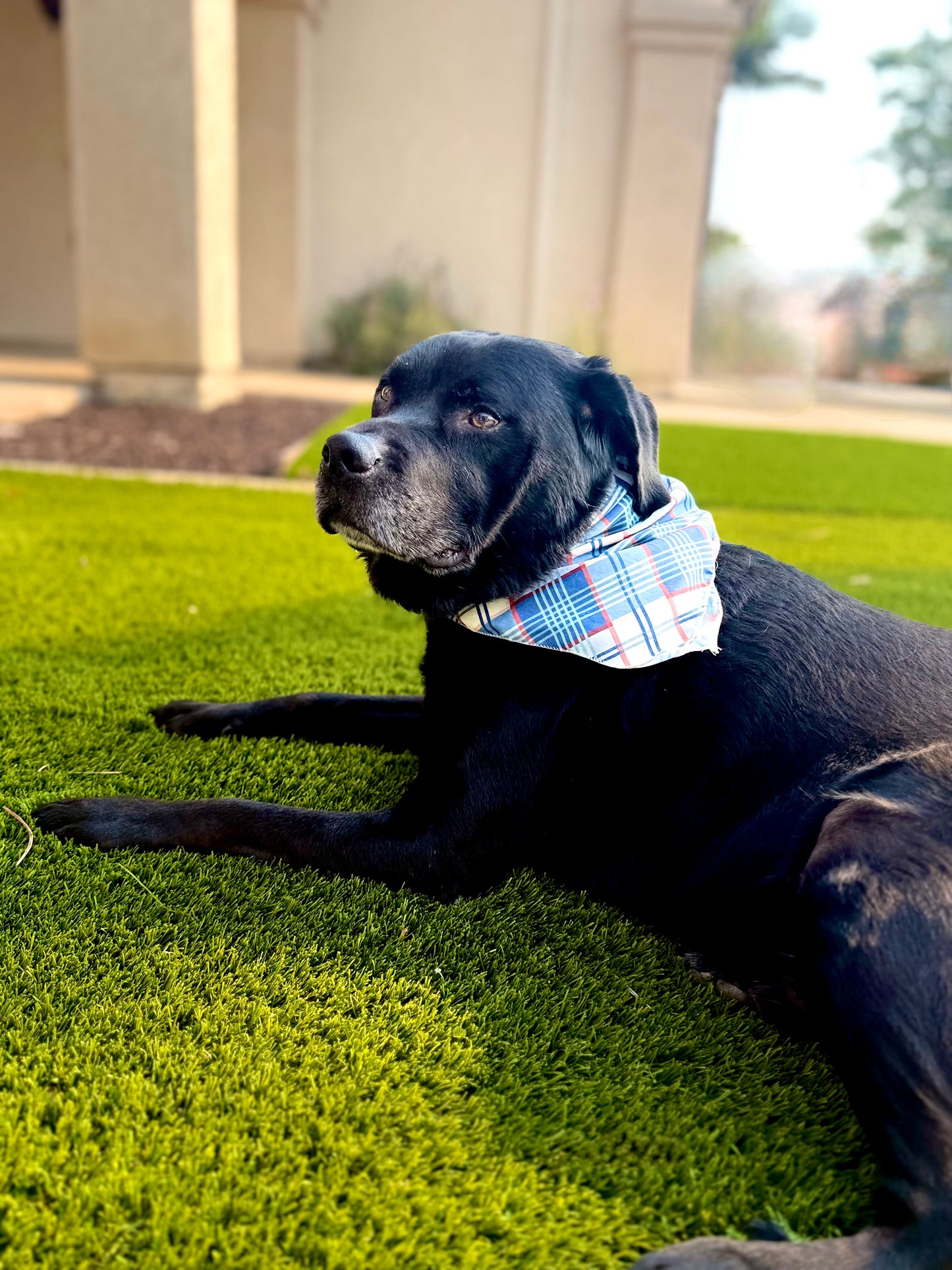 The Chain Snatcher Bandana